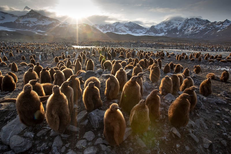 A colony of young penguin chicks wait for their parents to return with food in Seven Worlds, One Planet 