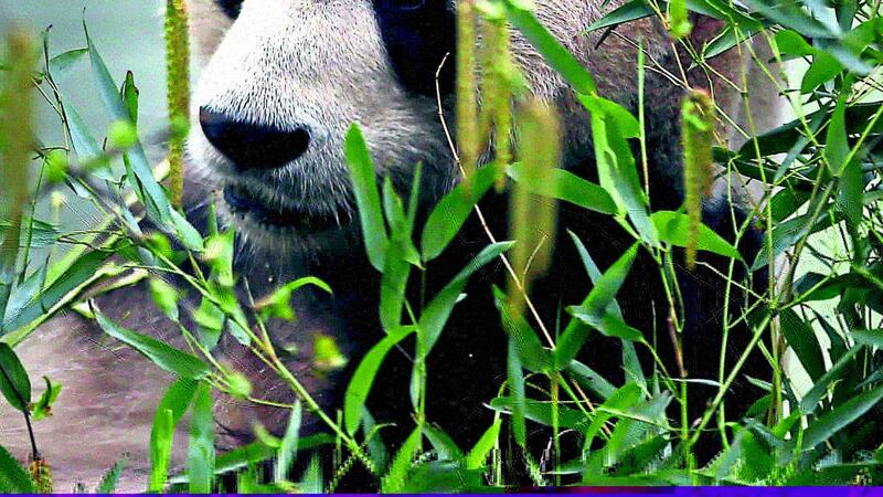 Edinburgh Zoo male Panda Yang Guang eats bamboo ahead of the breeding season. Picture by David Cheskin, Press Association&nbsp;