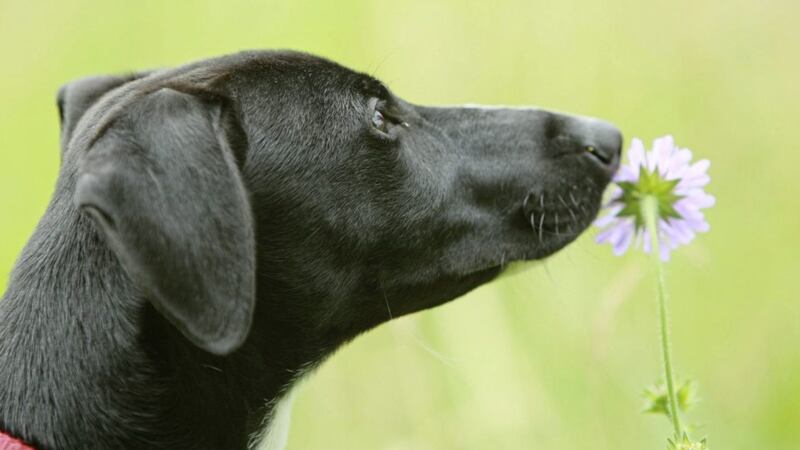 Many plants are fine for dogs but they can have adverse reactions to bluebells, lupins, yew, rhododendron, wild cherry tree and the stems of sweet peas 