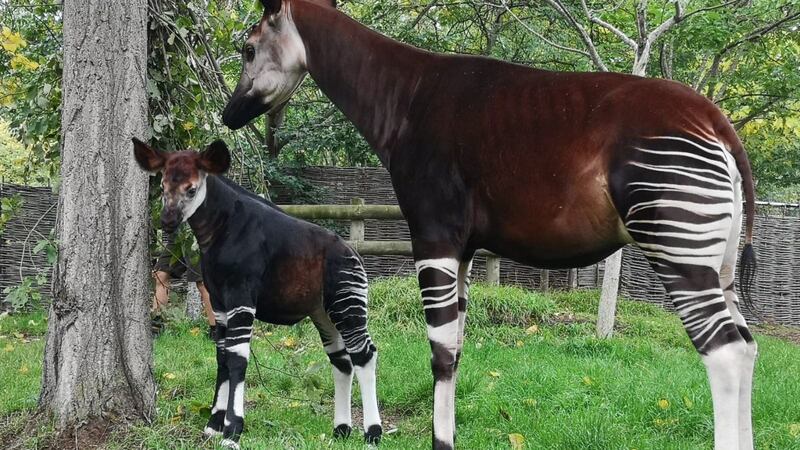 A three-week-old okapi at London Zoo has taken her first steps out of the private stable where she was born.