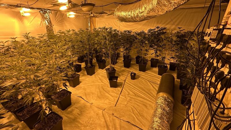 Cannabis plants recovered by police in Markethill's Main Street area on Tuesday. Picture: PSNI