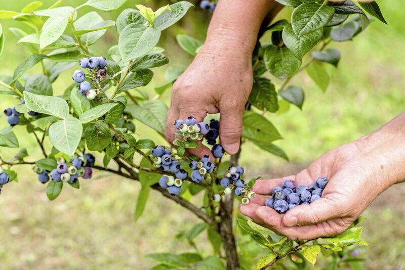 Blueberries are now promoted as a &#39;superfood&#39; 