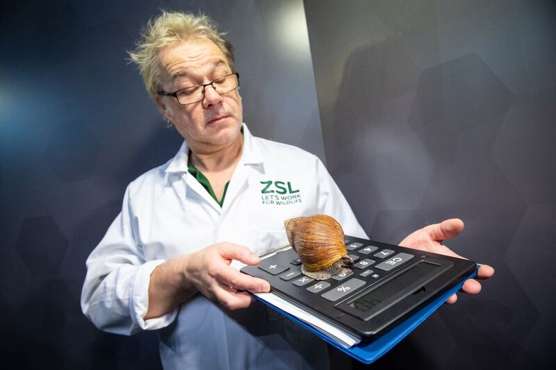 A zookeeper holds an African Giant Land Snail 