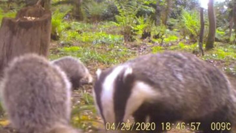 &nbsp;Badger cubs playing at Mount Stewart