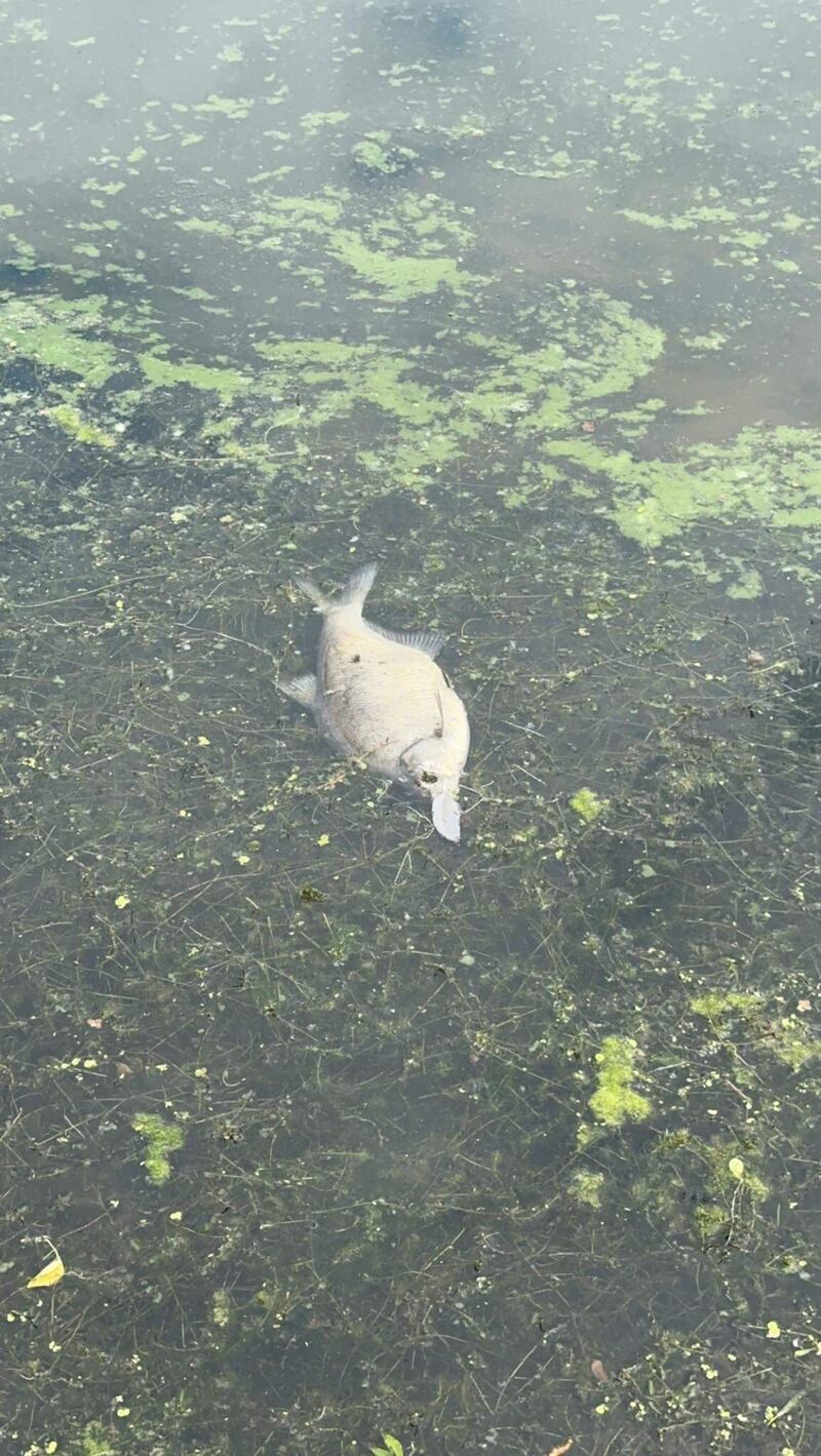 Locals have share images of dead fish on Lough Neagh 