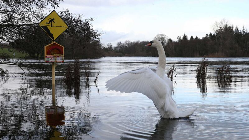 A swan in a flooded park in Co Limerick