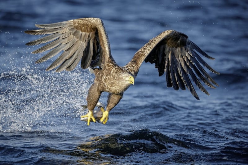 A white-tailed eagle swoops down to catch a fish in one fast movement 