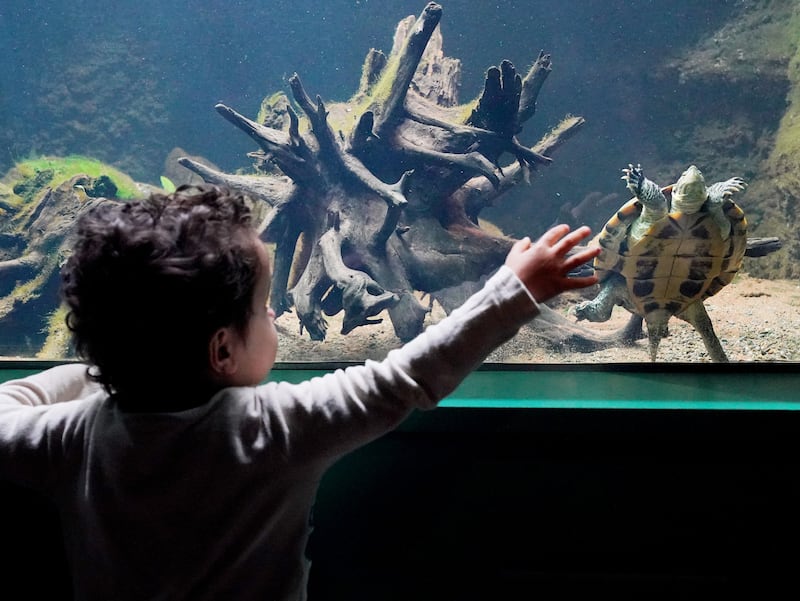 Two year old Kaiyan Tapley reaches out towards a Vietnamese pond turtle, one of the most threatened species of reptile on Earth