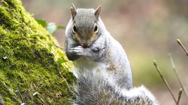 Grey squirrels are not native to Ireland. Picture by Niall Carson/PA