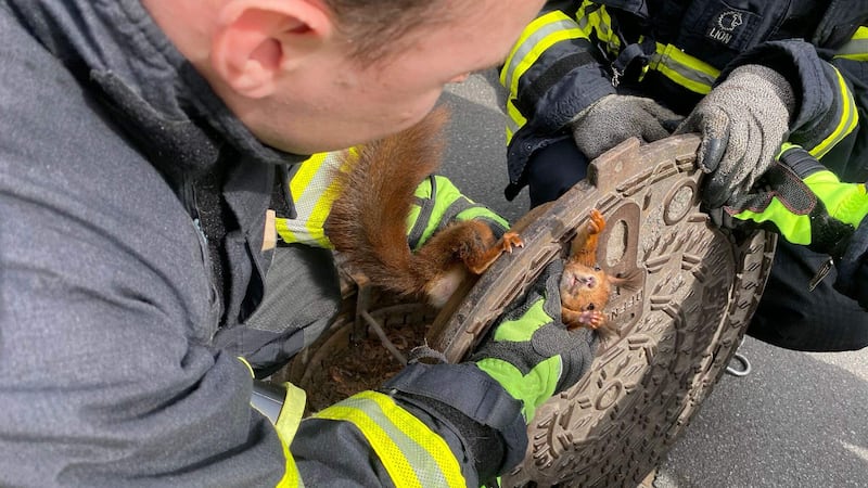 It took several attempts for a crew of firefighters to free the squirrel, who appeared largely unharmed.