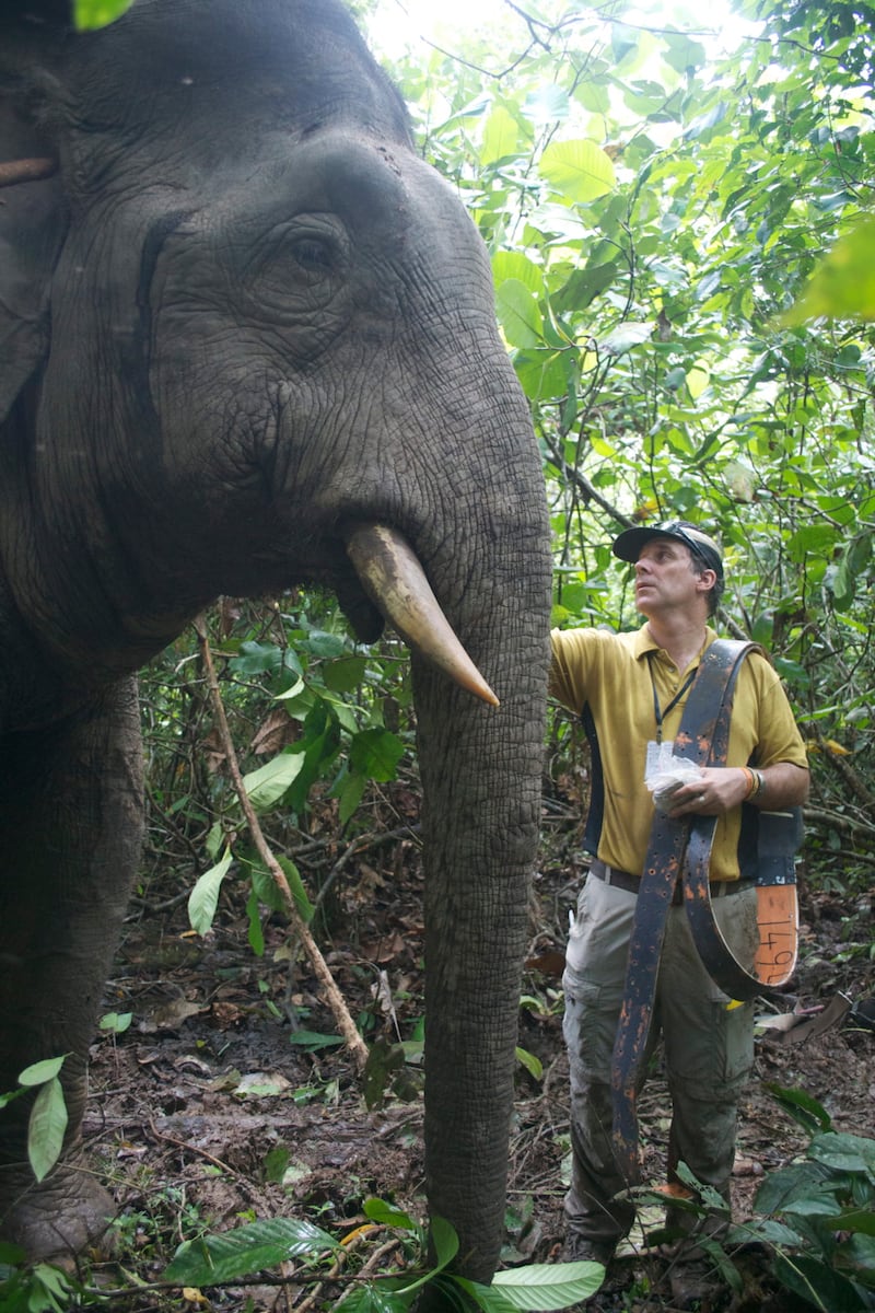 There are less than 2,000 Bornean elephants left in the wild (Cardiff University/PA)