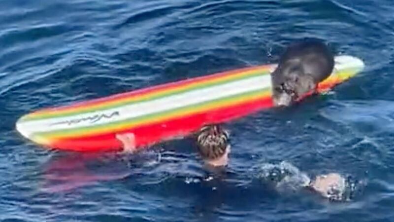 An image from a video showing an encounter between a female otter and a surfer off the coast of Santa Cruz, California wildlife officials are trying to capture and rehome the otter. (Hefti Brunhold/Amazing Animals /TMX via AP/PA)