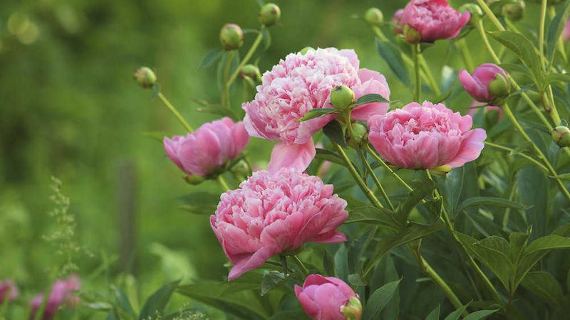 The common peony &ndash; Paeonia officinalis &ndash; often screams out from a mixed border 