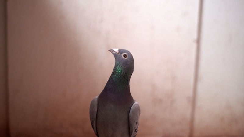 Champion pigeon Armando was sold to a Chinese bidder in an online auction.