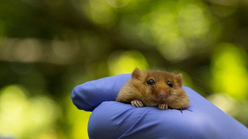Twiglet the dormouse was one of 38 of the rare hazel species reintroduced into the woodland at Calke Abbey on June 14 (James Beck/National Trust/PA)