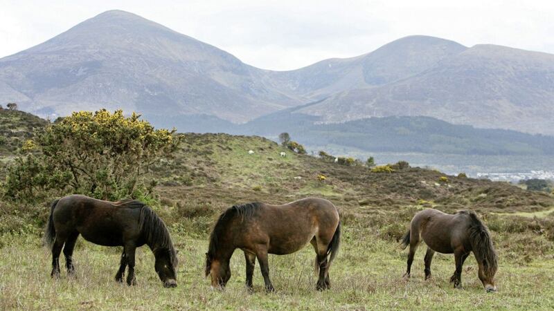 Exmoor ponies graze on Murlough Nature Reserve between Dundrum and Newcastle, Co Down Picture : Mal McCann 