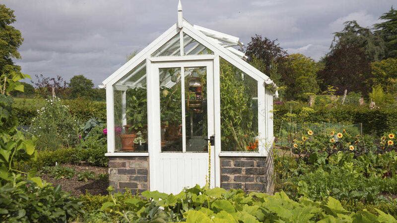 Time to get to grips with the greenhouse after the summer&#39;s growth 