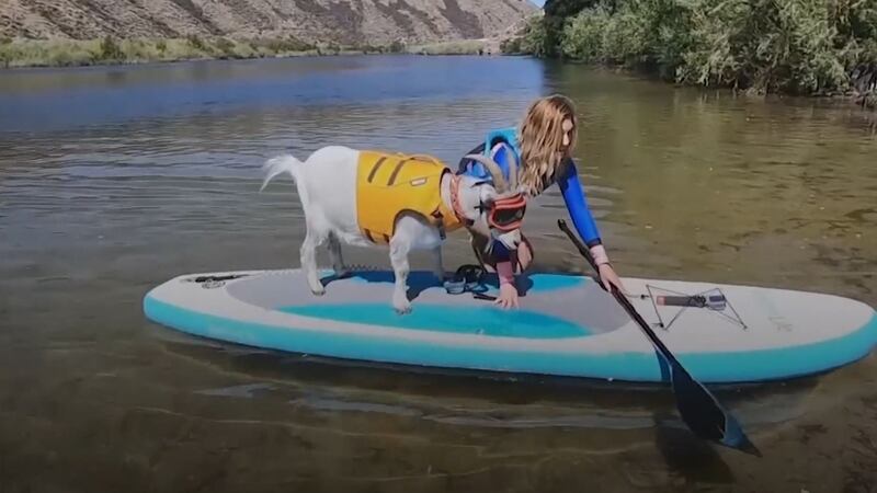 Mr Mayhem likes getting out on the water with his owner Alyssa Kelley.