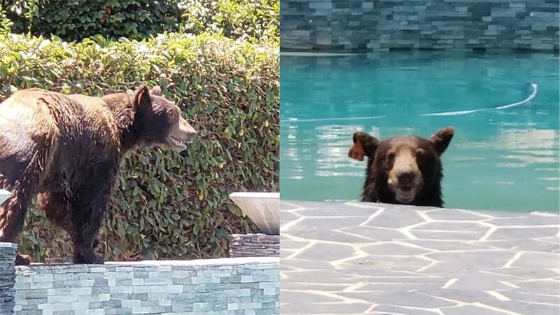 A bear was spotted wandering around a Los Angeles neighbourhood and taking a dip in a pool.