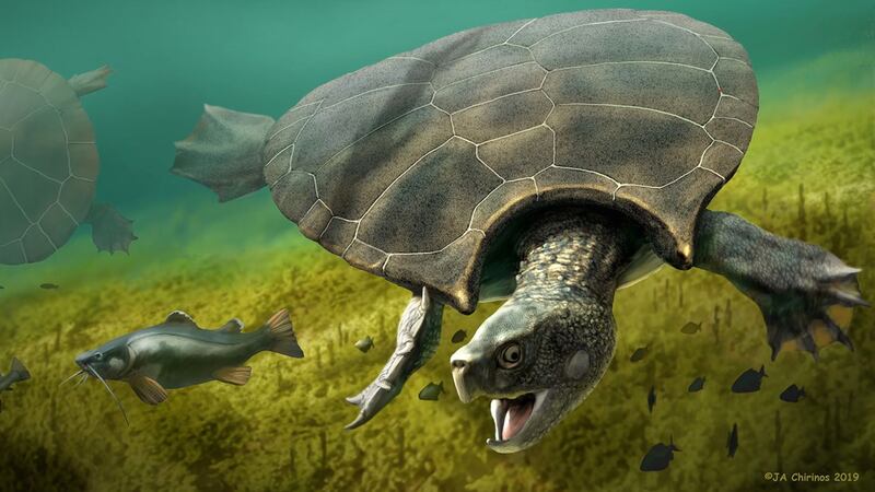 Stupendemys geographicus is a turtle species first described in the mid-1970s.