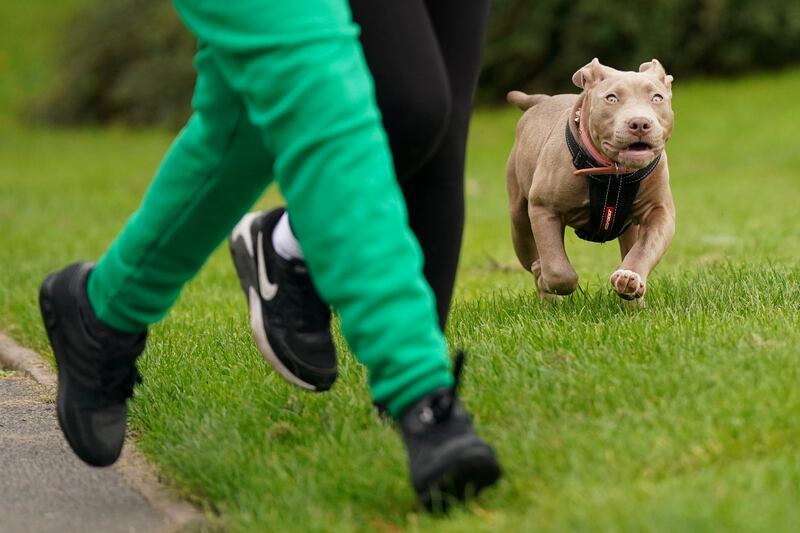 Four-month-old XL bully Stormi plays during a protest against the Government’s decision to add XL bully dogs to the list of prohibited breeds under the Dangerous Dogs Act following a spate of attacks