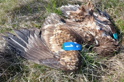 Irish deputy premier expresses dismay at poisoning of eagle in Co Antrim
