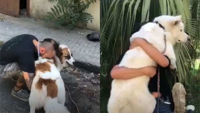 The director of Animals Lebanon said they had reunited ‘at least 20 dogs and cats’ with their owners since the blast on Tuesday.