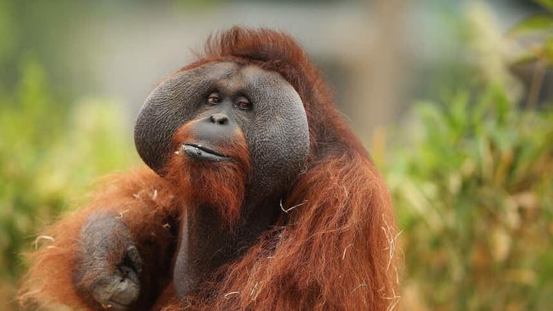 The researchers observed two populations of vocalising orangutans in Borneo and Sumatra (Brian Lawless/PA)