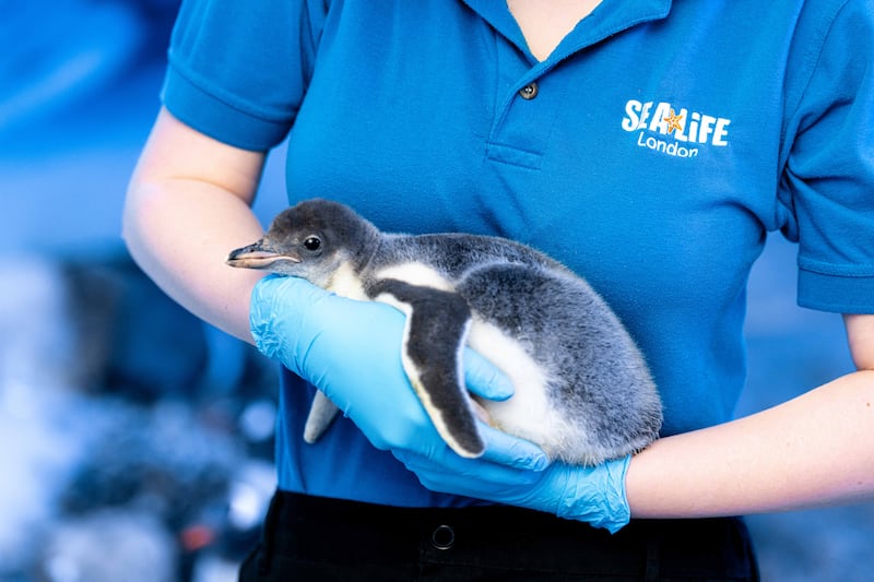 The new penguin chick 