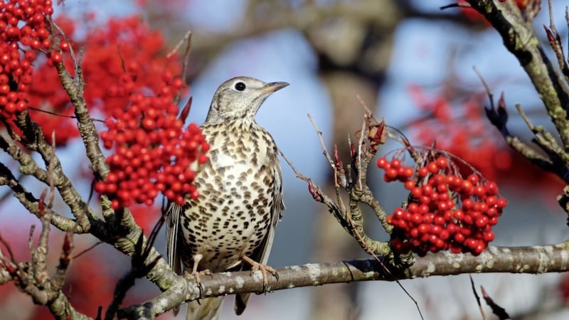 A mistle thrush on a branch