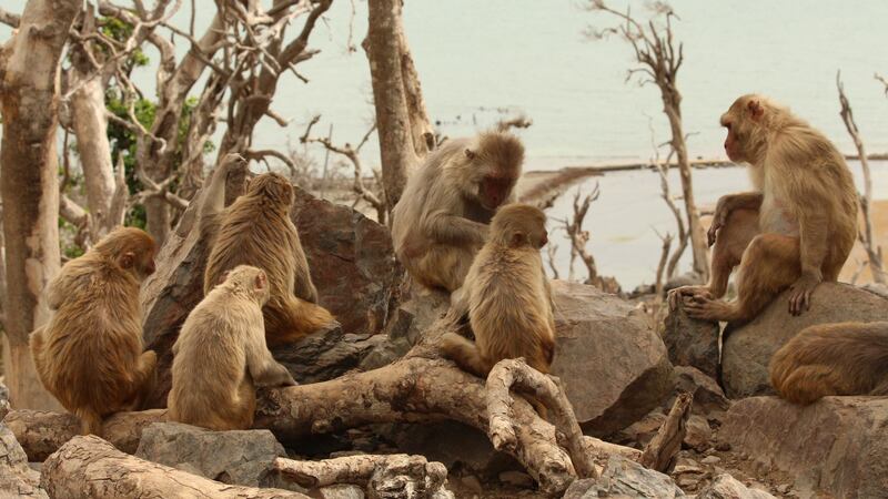 Rhesus macaques living in Cayo Santiago also became more tolerant of each other.