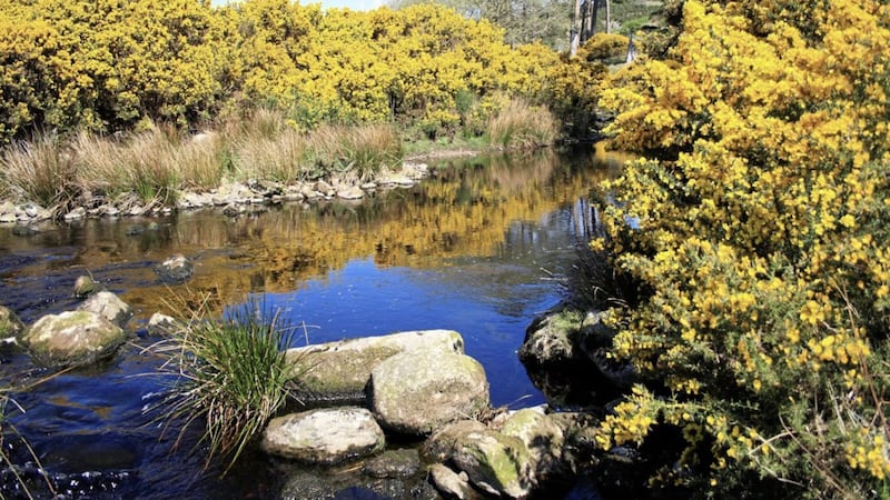 Gorse &ndash; or whins, as Ulex Europaeus is commonly known north of the border &ndash; in the Dublin mountains 