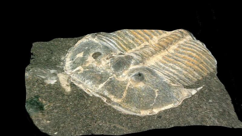 Researchers used digital microscopy to re-examine a fossilised trilobite.