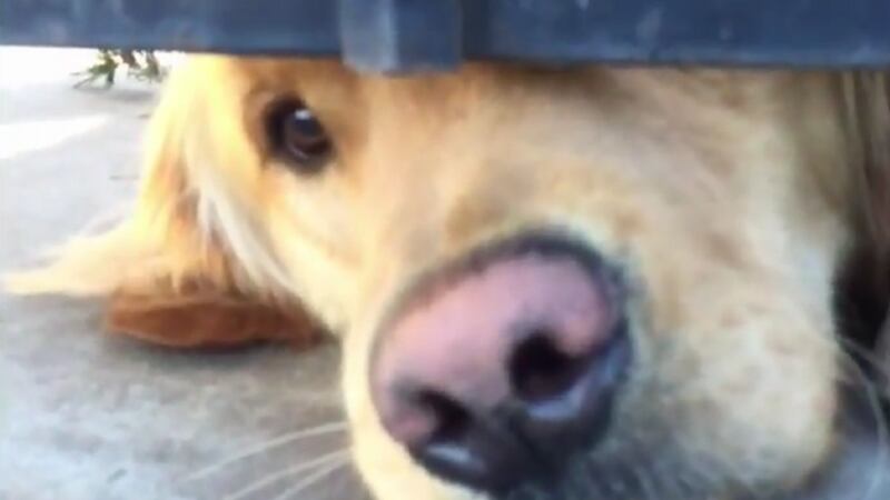 This dog waiting under a fence every day to say hi will make you feel feelings