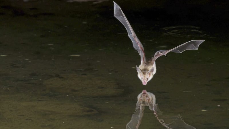 Scientists believe they have observed social distancing among ill bats in the wild in Belize 