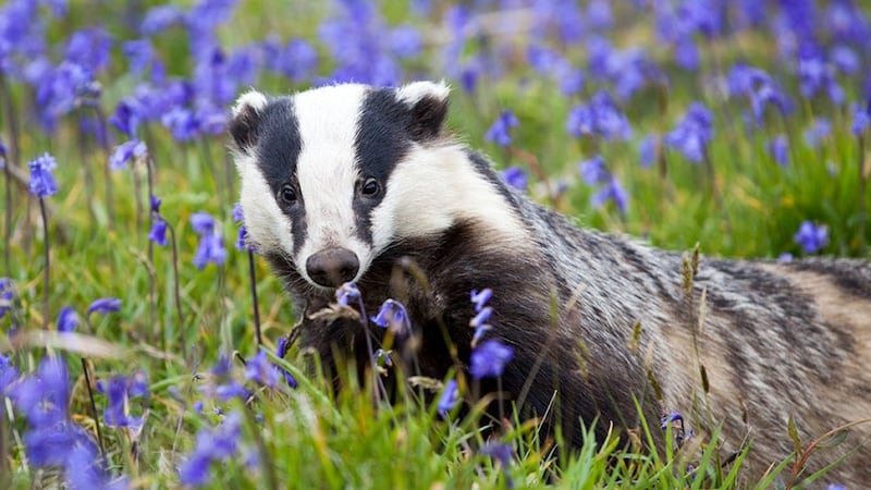 New research suggests the practice drives the animals to roam more land than before the cull.