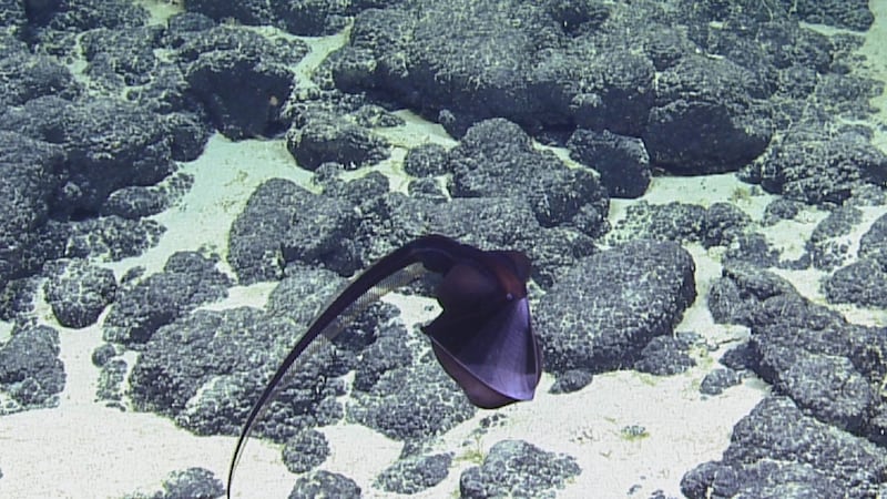 Also known as a pelican eel, the creature was spotted at a depth of 1,425m in the Pacific Ocean.