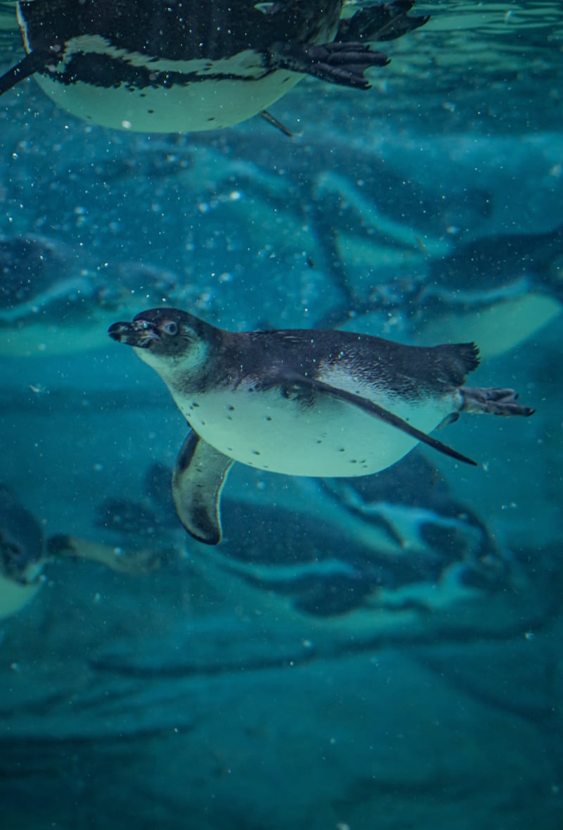 Penguin chicks Rob and Ryan hit the water for the first time as they begin swimming lessons at Chester Zoo (18)
