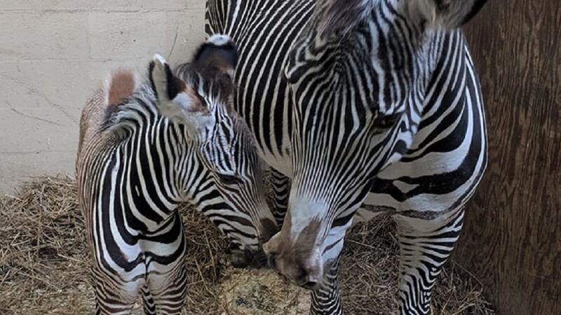 The Grevy’s zebra has been named Obi in keeping with a Star Wars theme for the species at Toronto Zoo.