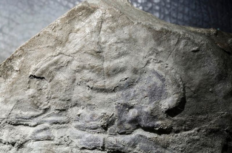 Oldest eye fossil
