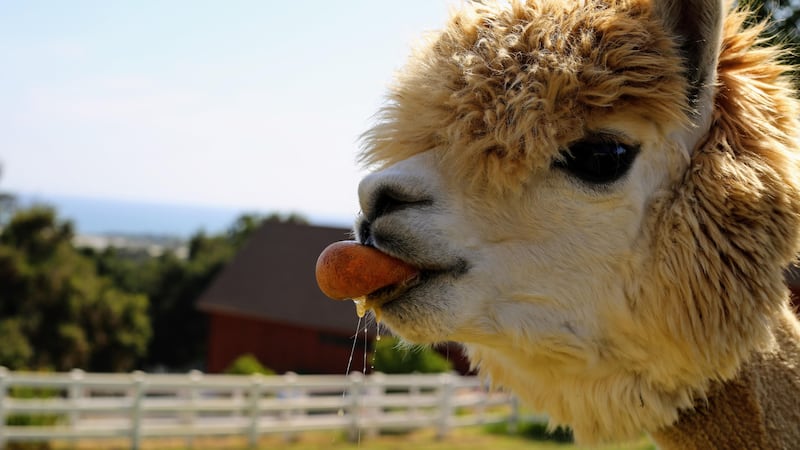 Find someone who looks at you like an alpaca looking at an orange.