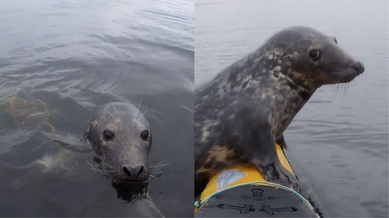 This cheeky seal joined Rupert Kirkwood for a little swim on his boat.