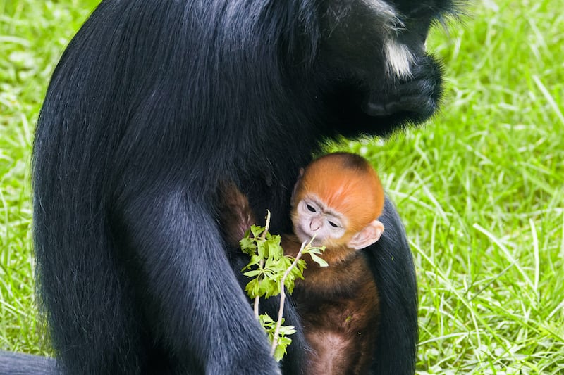 The Francois langur, native to China and north Vietnam, is listed as endangered by the International Union for Conservation of Nature Red List (Twycross Zoo)