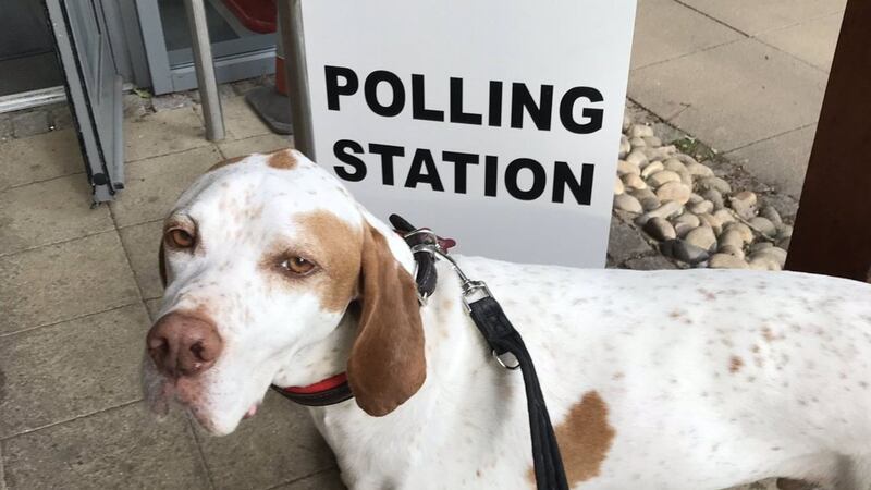 Pets are accompanying their owners to schools, villages halls and pubs across the UK as the nation votes in the European Parliament elections.