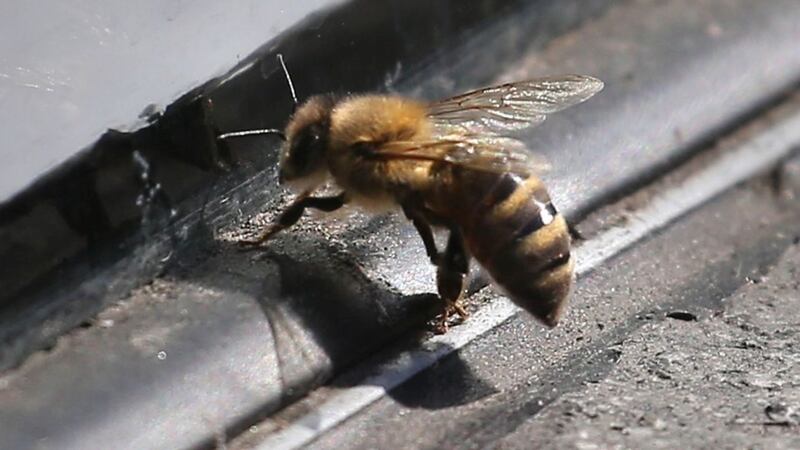 Bees tend to swarm as temperatures rise.