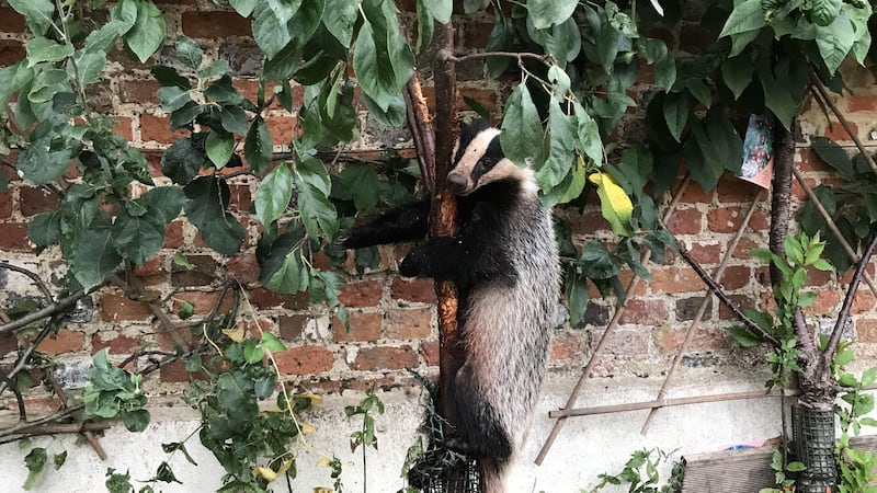 Although not far from the ground, the animal got his leg trapped between two branches when he climbed up to sample the fruit.