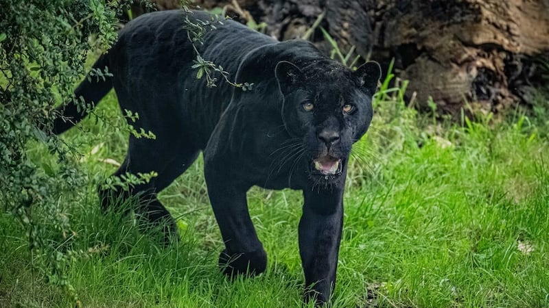 A rare jaguar named Inka has arrived at Chester Zoo (Chester Zoo/PA)