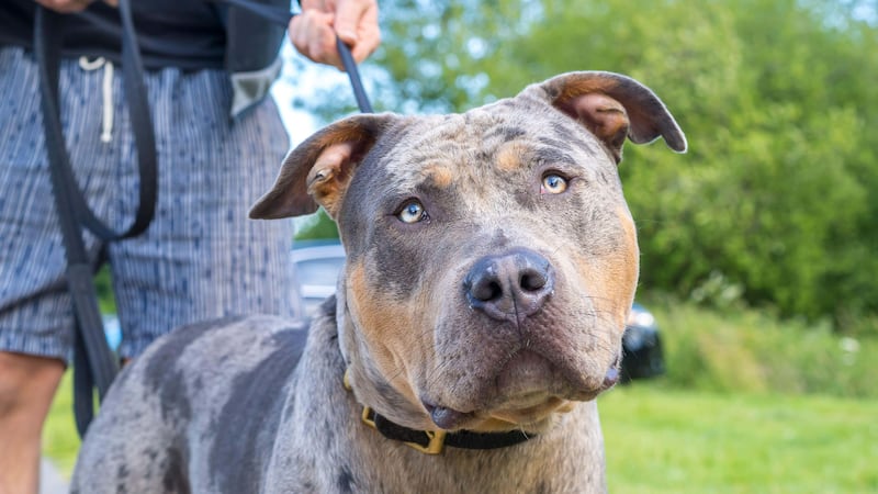 Restrictions will be placed on American XL bully dogs to ‘safely manage’ them once a ban on the breed comes into force, Downing Street has said (Lee Hudson/Alamy/PA)