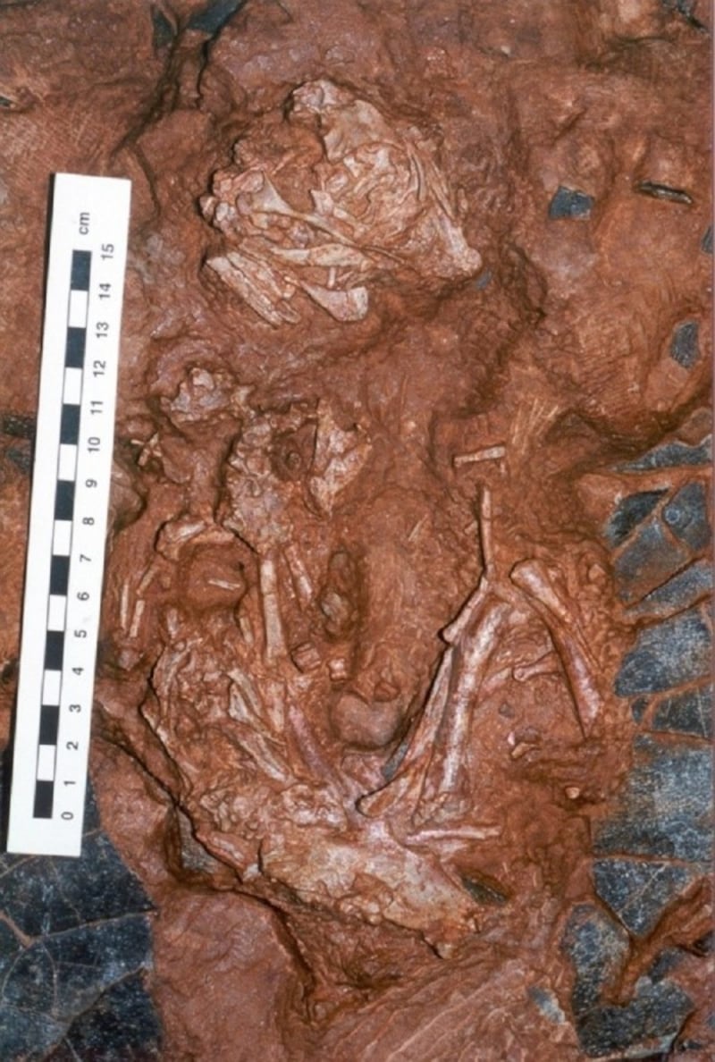 Fossil of the baby dinosaur and its egg