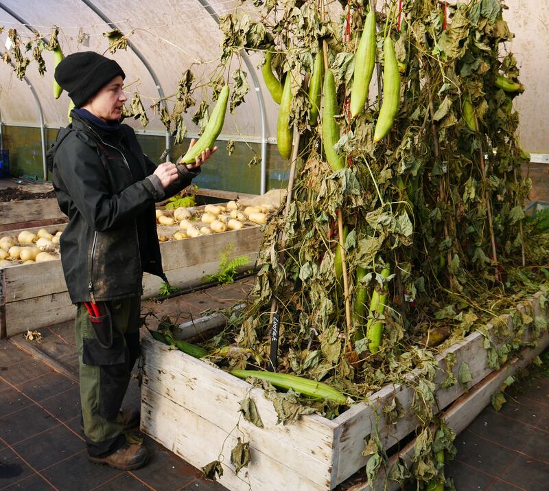 Bev Todd inspecting loofahs for ripeness at Knightshayes Court in Devon (Liz Abdey/National Trust/PA)